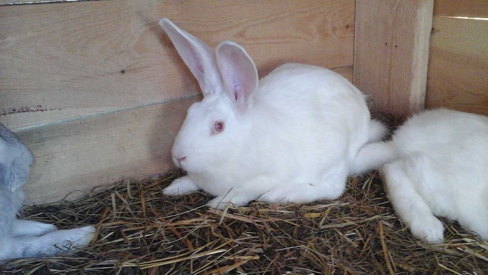 Sprzedam kruliki belgi szare itermandzkie białe