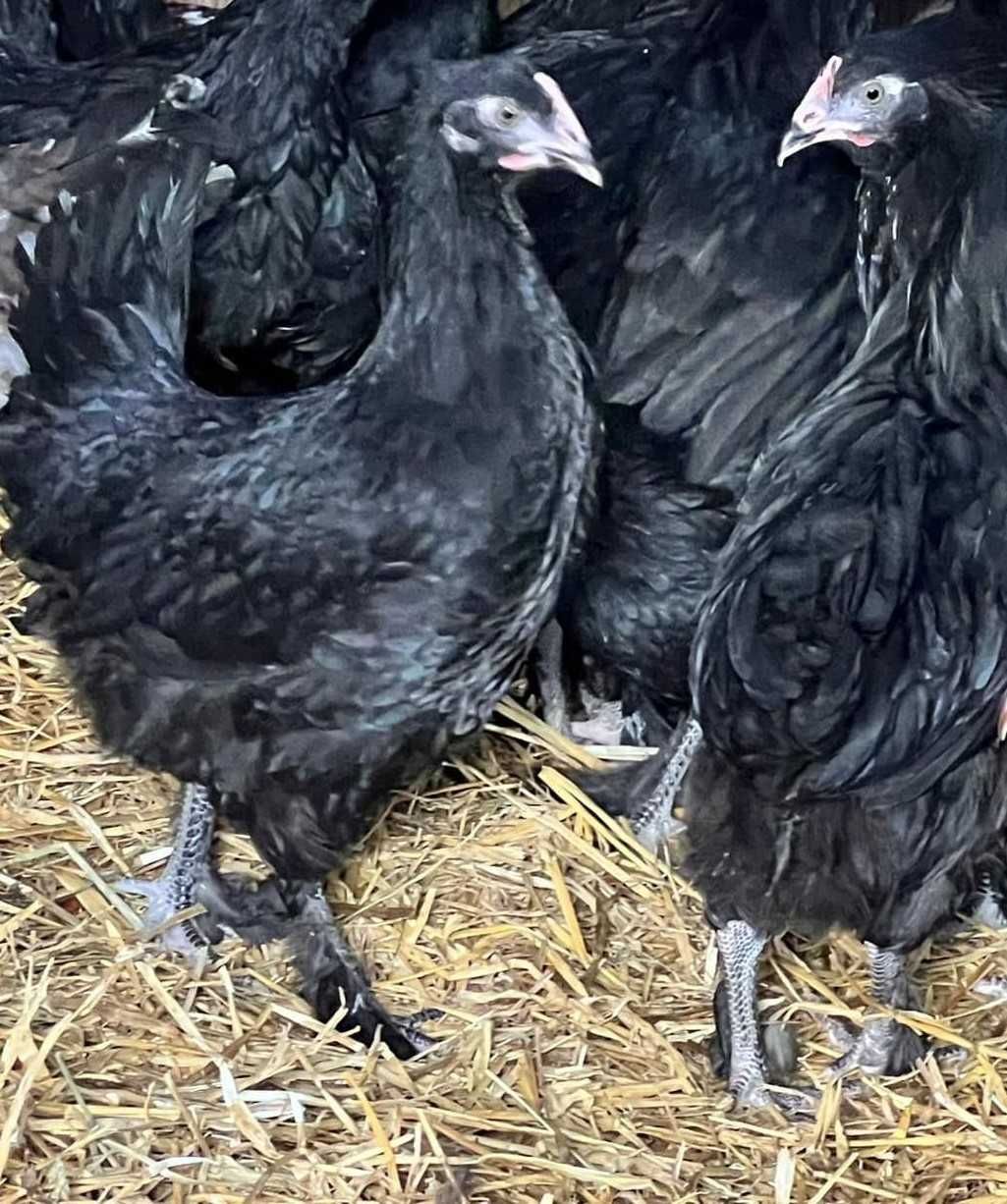 kurki kury dark schell darkschell czekoladowe jajka