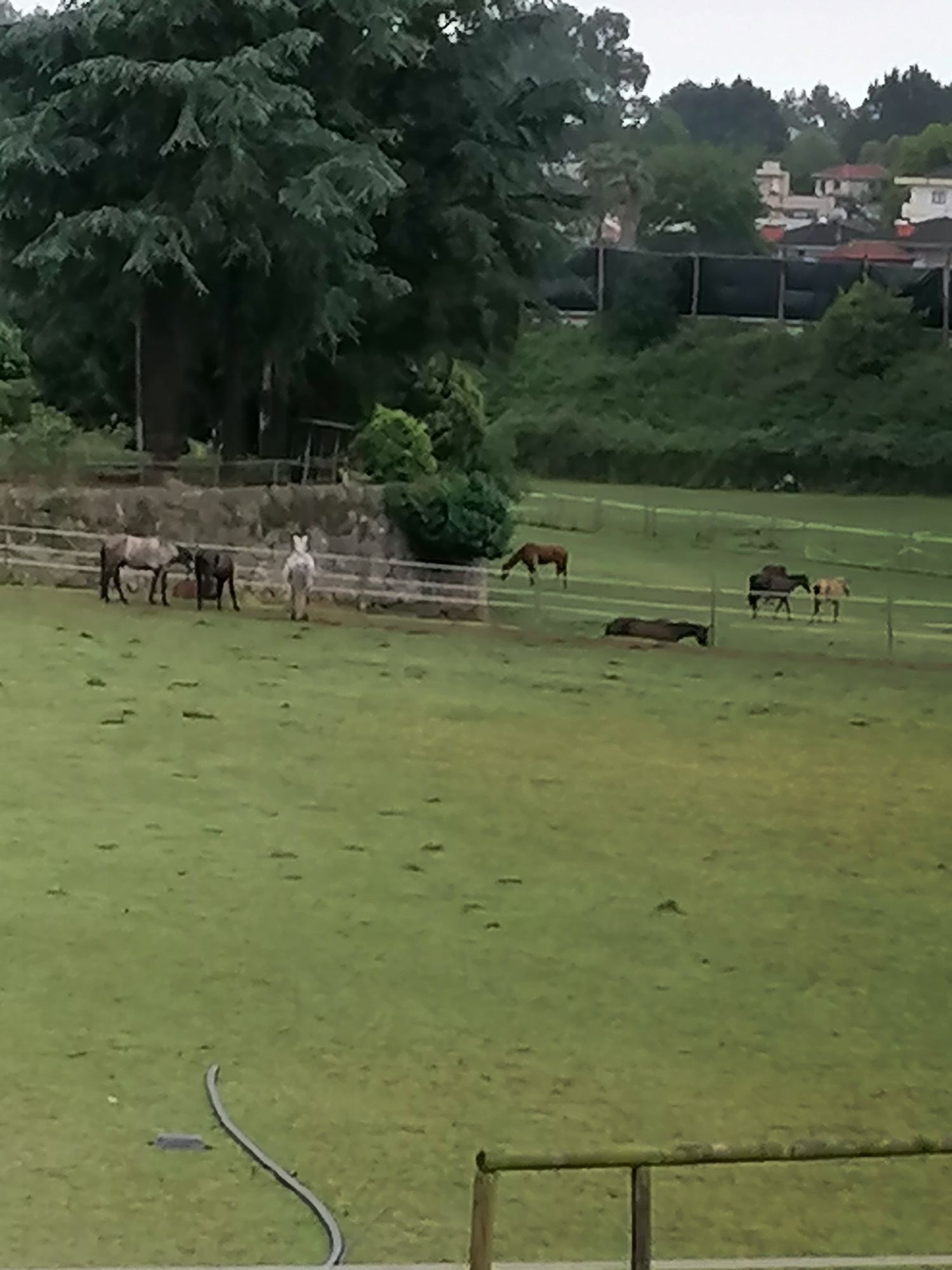 Cavalos em campo