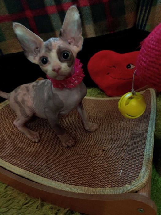 Продаються дуже гарні кошенята - канадські сфінкси .