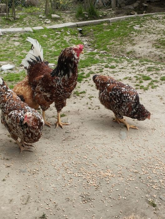 Jaja lęgowe zielone aracuana wysyłka