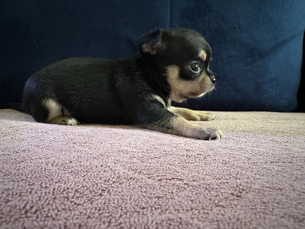 Chihuahua piesek szczeniak fci