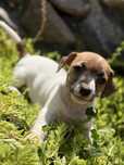 Ostatnia suczka Jack Russell Terrier