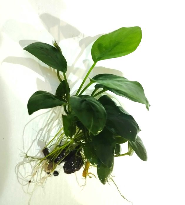 Растение для аквариума. Анубиас (Anubias).