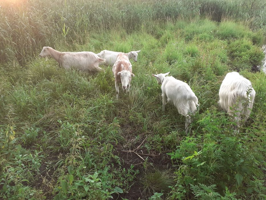 Продукція з козиного молока, сири тверді/м'які, творог,вершки