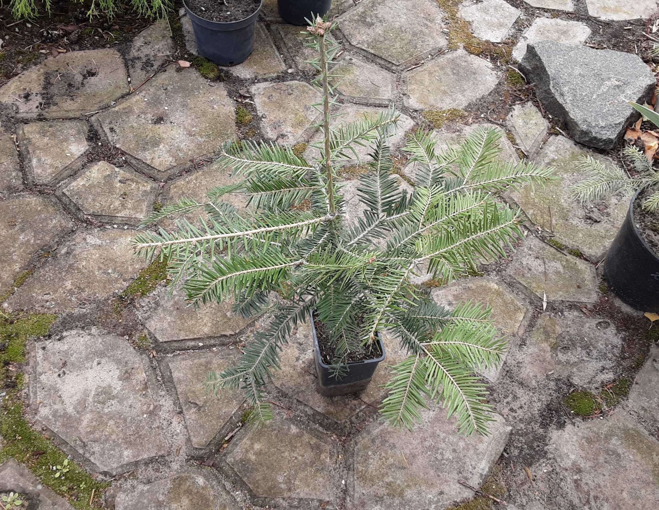 Пихта белая европейская
Abies alba