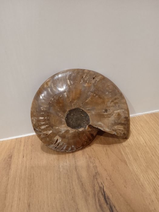 Duży amonit skamielina skamieniałości