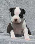 American Staffordshire Terrier Amstaff dziewczynka FCI