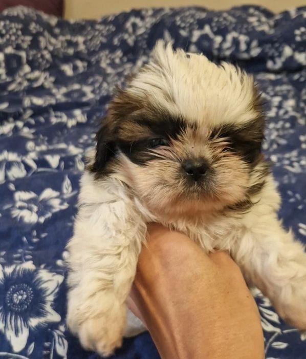 Shih tzu suczka z rodowodem suka rodowód