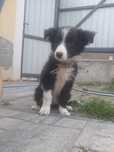 Piesek Border Collie Chester