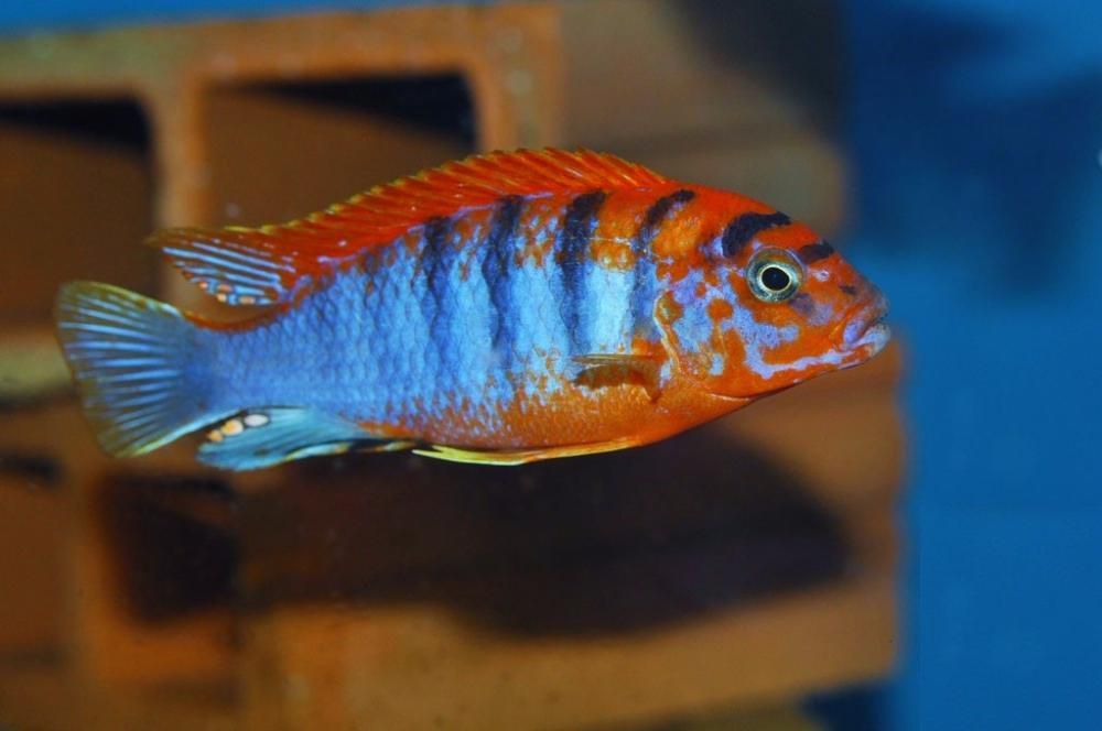 Labidochromis hongi Sweden.Pyszczaki  z Malawi