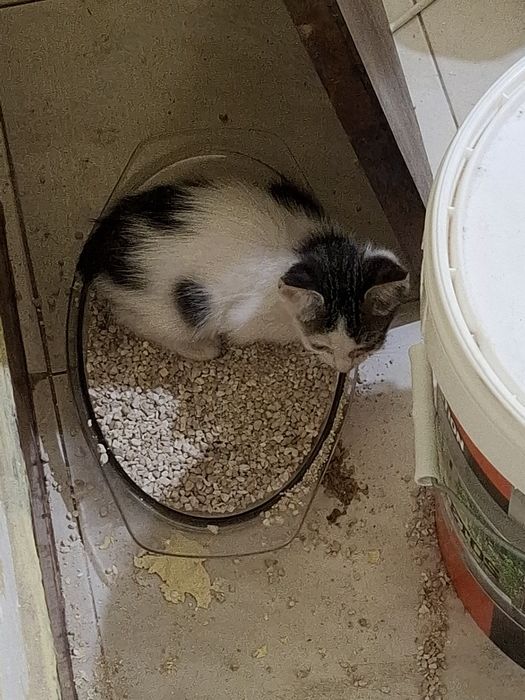 Gata para dar ja come sosinha ja vai a areia