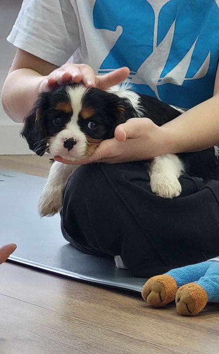 Cavalier King Charles Spaniel Suczka Gotowa do Odbioru