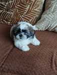 Shih TZU piękny piesek