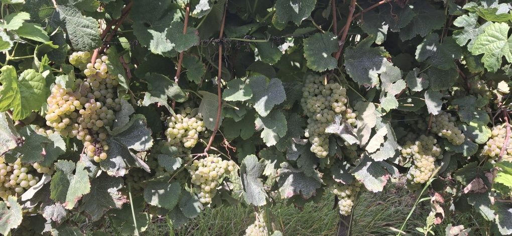 Uvas Loureiro para vinificação