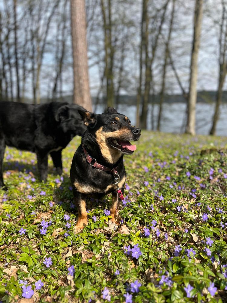 Nala gotowa do adopcji