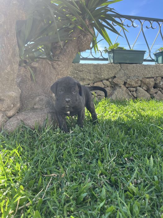 Cane corso italiano fêmea