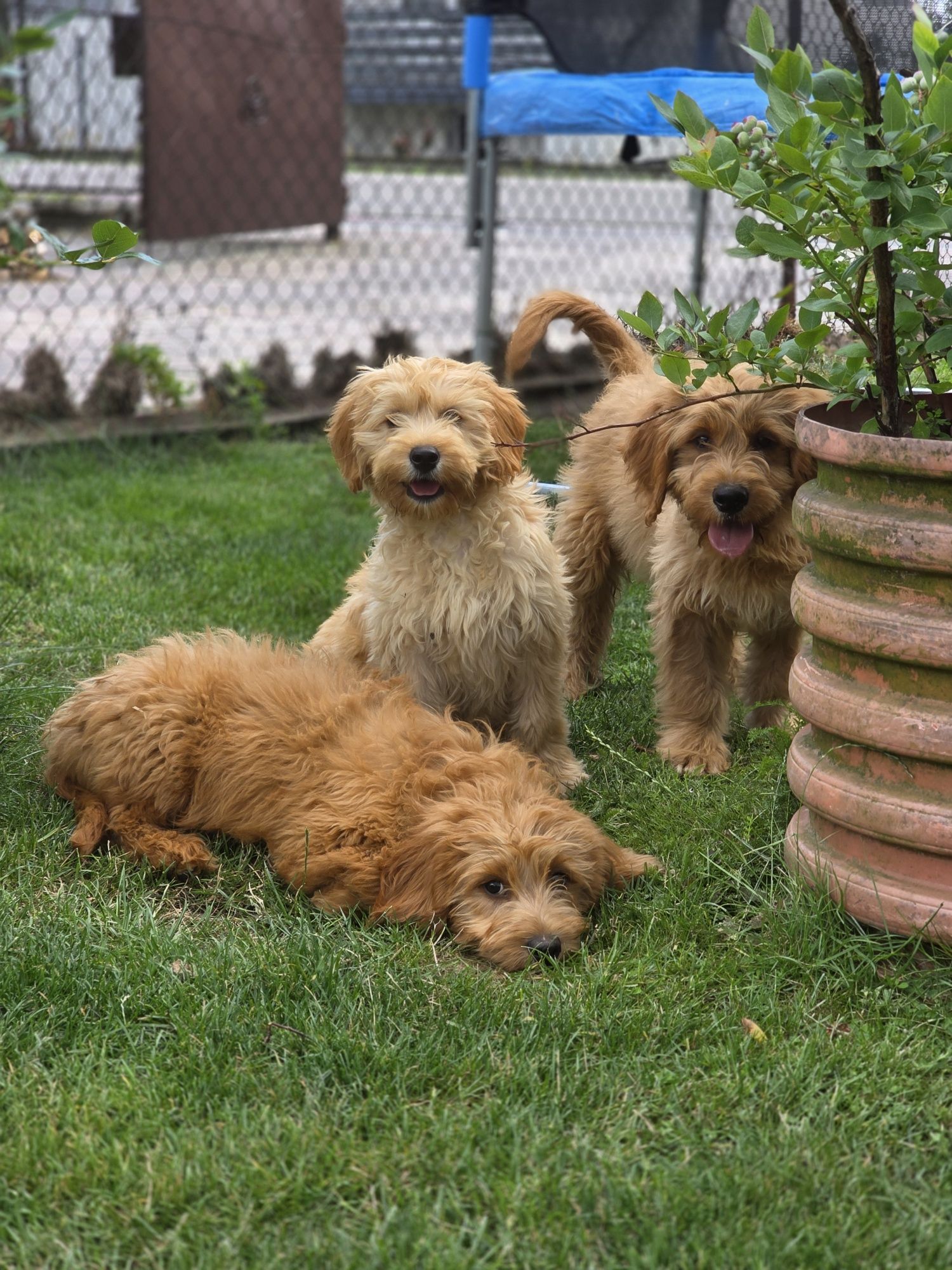 Goldendoodle f1 piesek medium standard