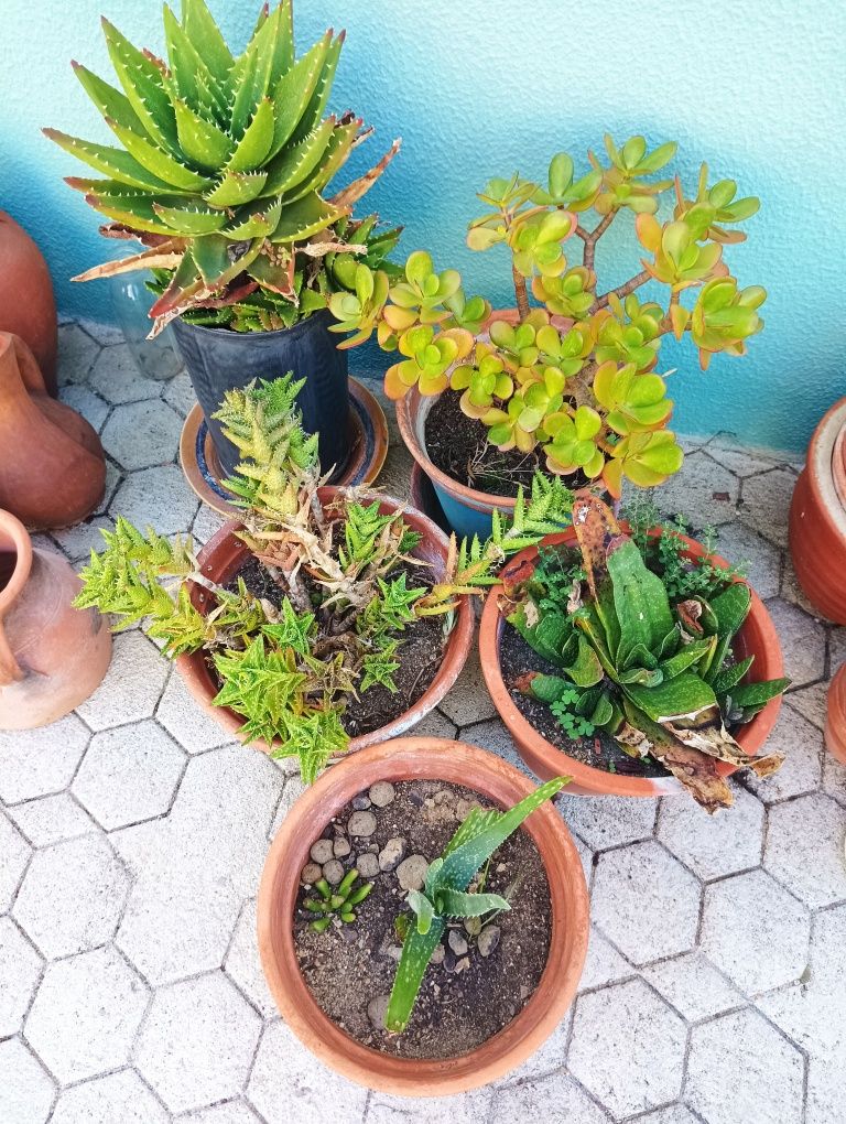 Plantas várias motivo mudança