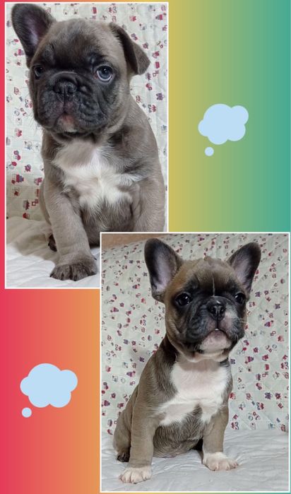 Краща з кращих дівчинка та хлопчики французики