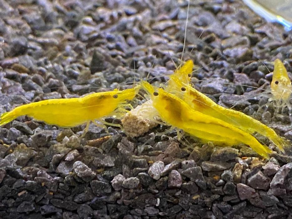 Krewetki Yellow Neon Neocaridina Żółte