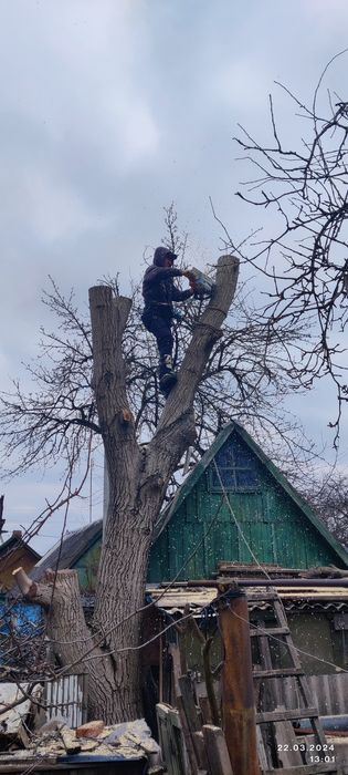 Спил деревьев.                .