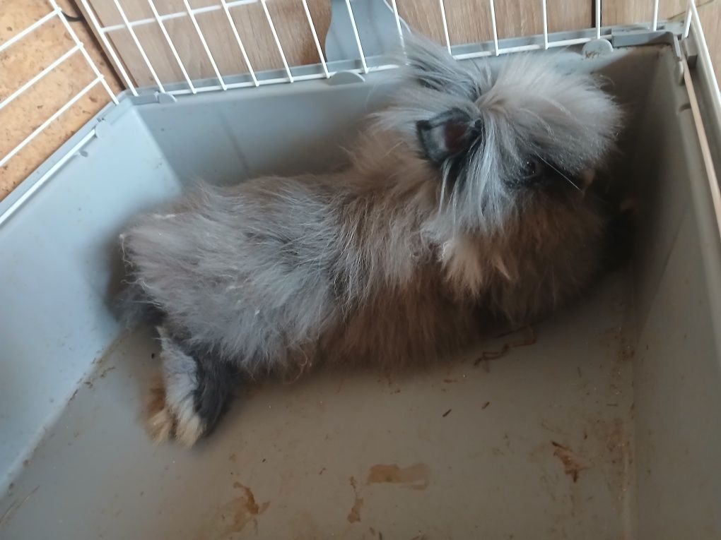 Królik karzełek Teddy z klatką