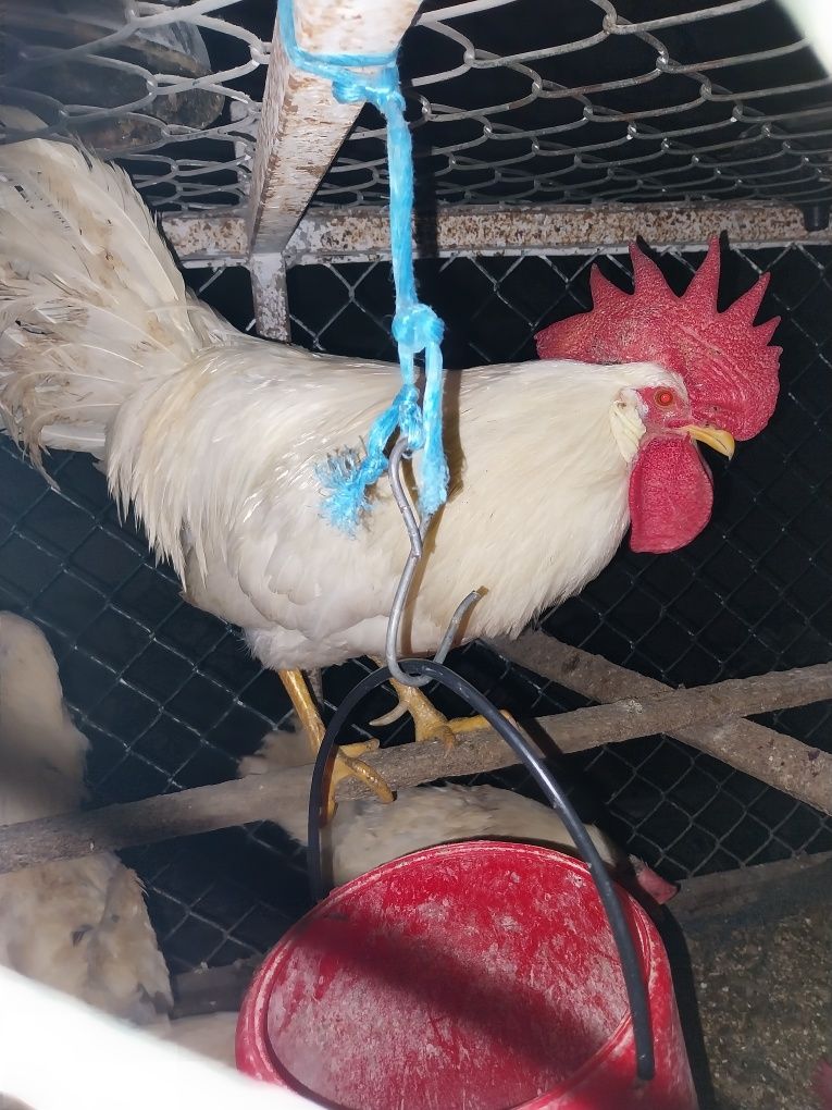 Tenho para Venda  1 galo