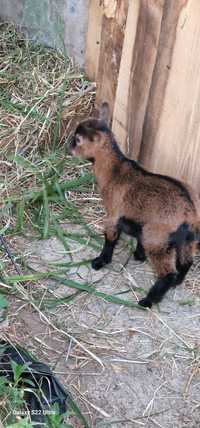 Cabra com cria  nasceu a 2 meses