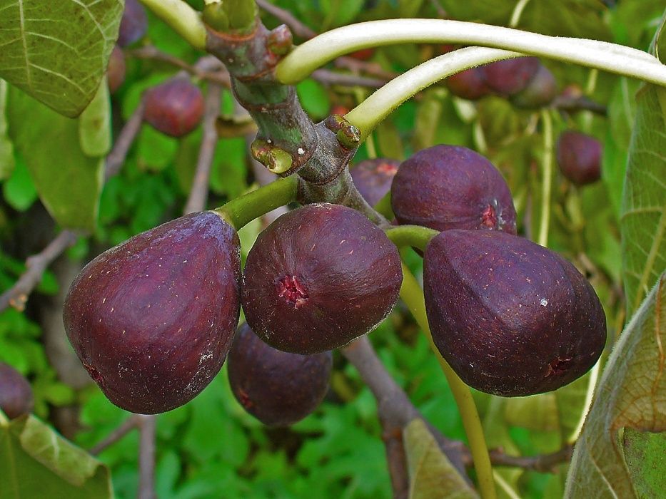 Продам  саженцы , черенки лучших и проверенных сортов инжира.