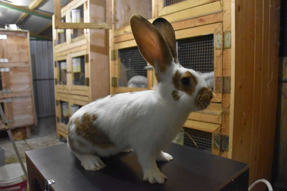 Króliki mieszańce/olbrzym belgijski