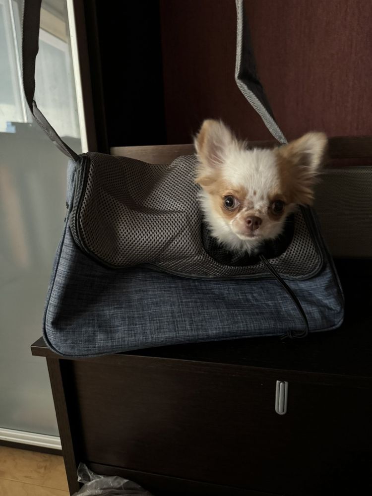 Стильна сумка для переноски собак та кішок
