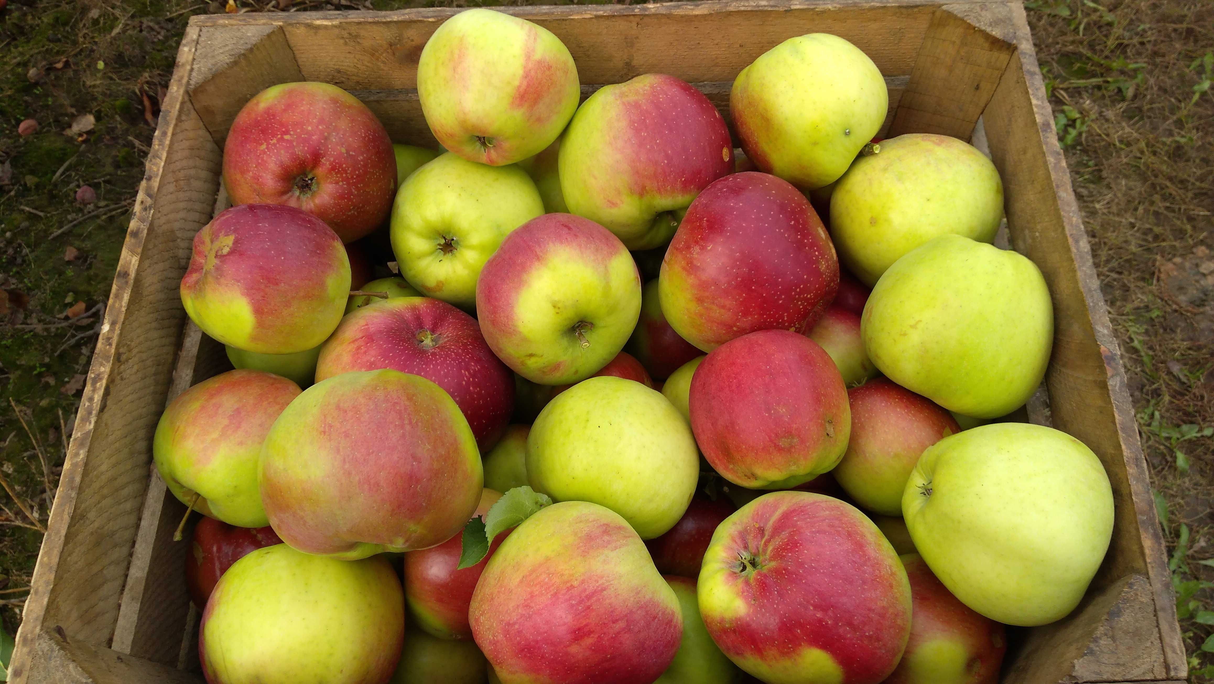 Skrzynka jabłka na sok 18kg ligol soczyste twarde z własnego sadu