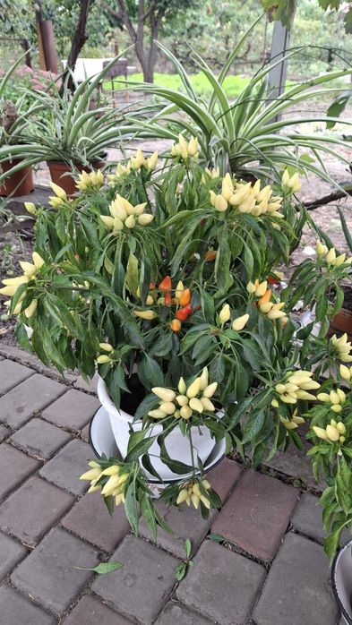 Квіти, зимовий перець