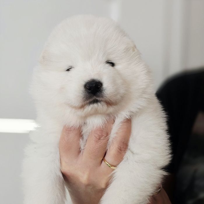Samoyed, miot wrzesień 2025 r.