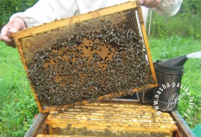Карпатка,Бджолопакети, Бджоли, продам бджоли,доставка по всій Україні