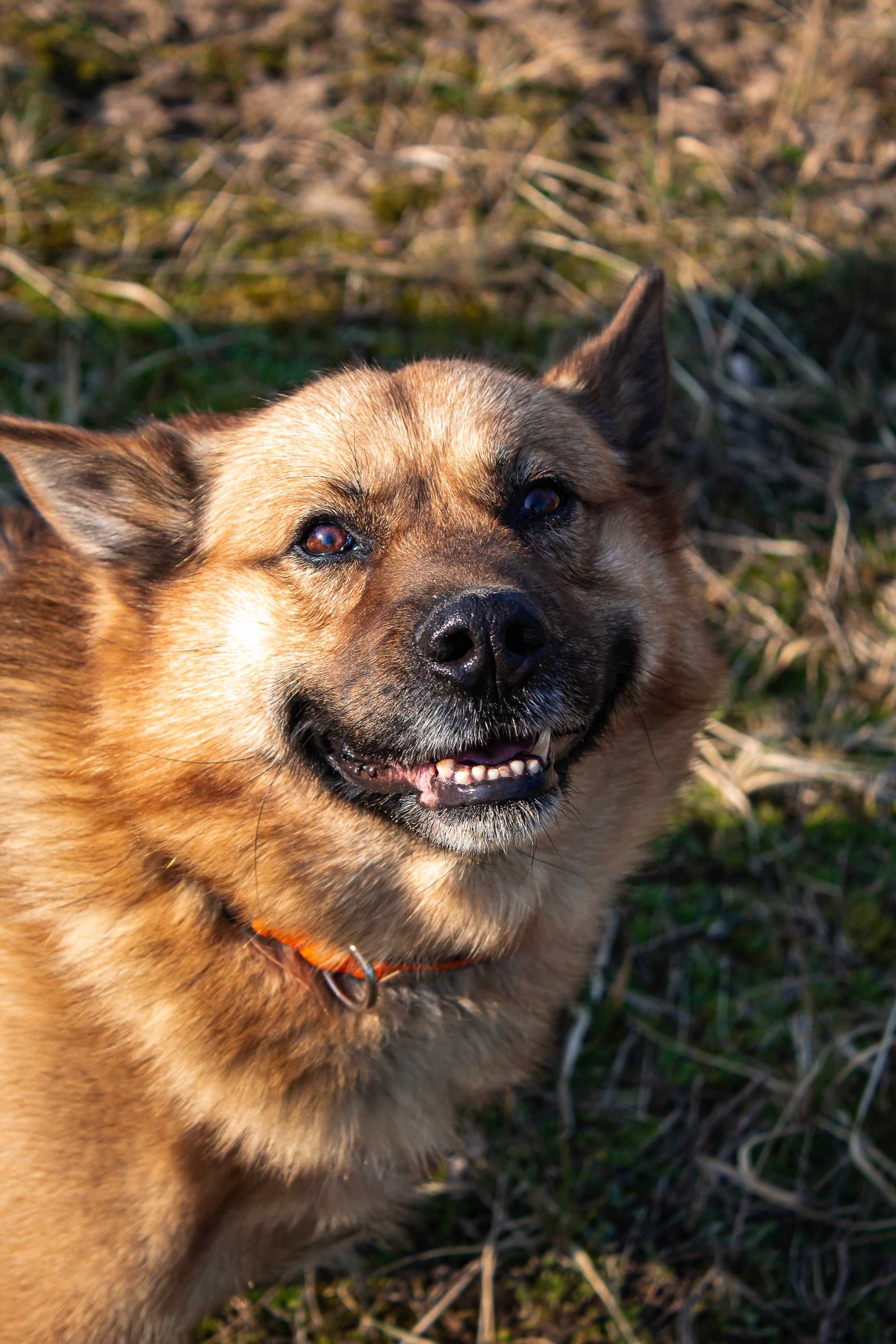 MAILO typ: Akita, 28kg, 5 lat