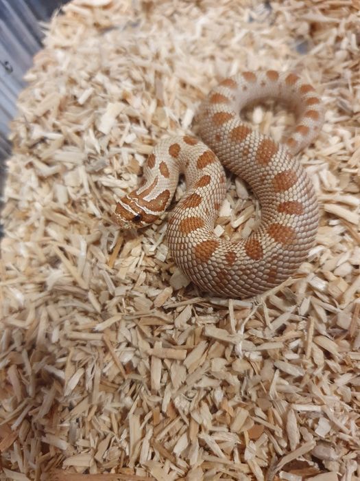 Heterodony zachodnie toffee conda 50% het albino