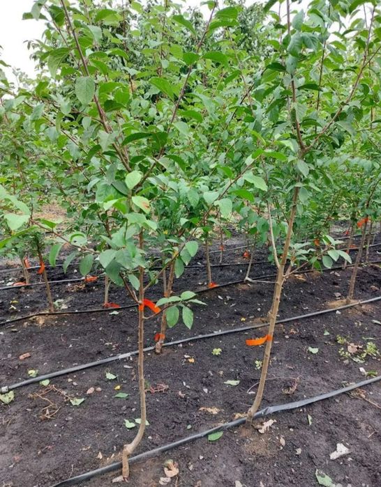 Продам саженцы плодовых деревьев