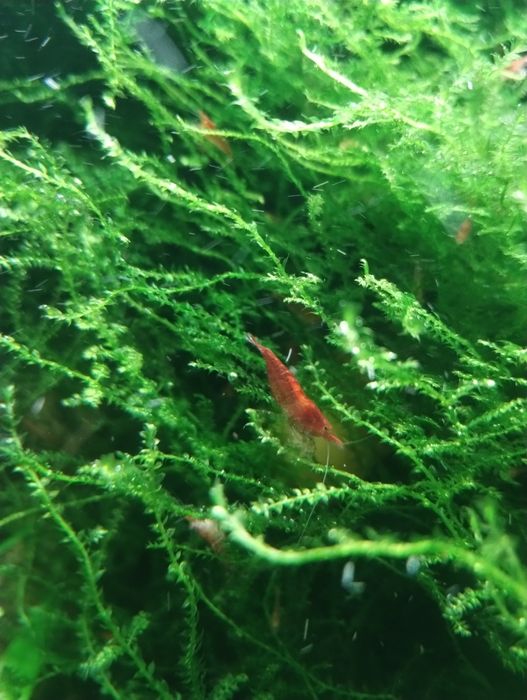 Krewetki Red Cherry