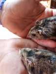 Hamsters fofinhos