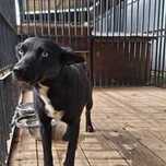 Fiona, oddam psa, pies, suczka do adopcji