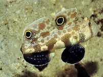 signigobius biocellatus . Ryba . Akwarium morskie