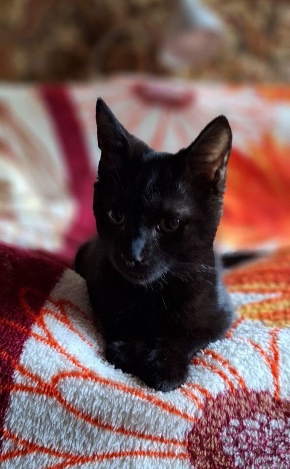 Черный котёнок мальчик ищет дом! Отдам в хорошие руки!