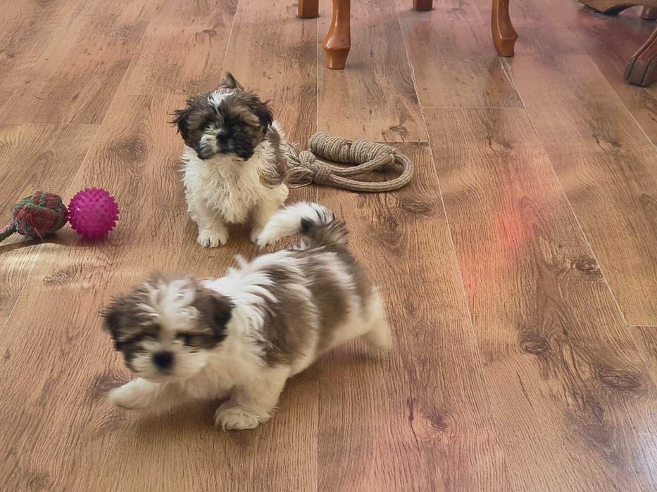 Sprzedam  śliczną suczkę SHIH TZU