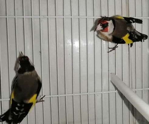 Vendo bons pássaros