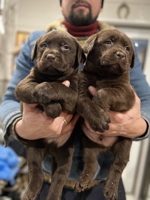 Шоколадні хлопці