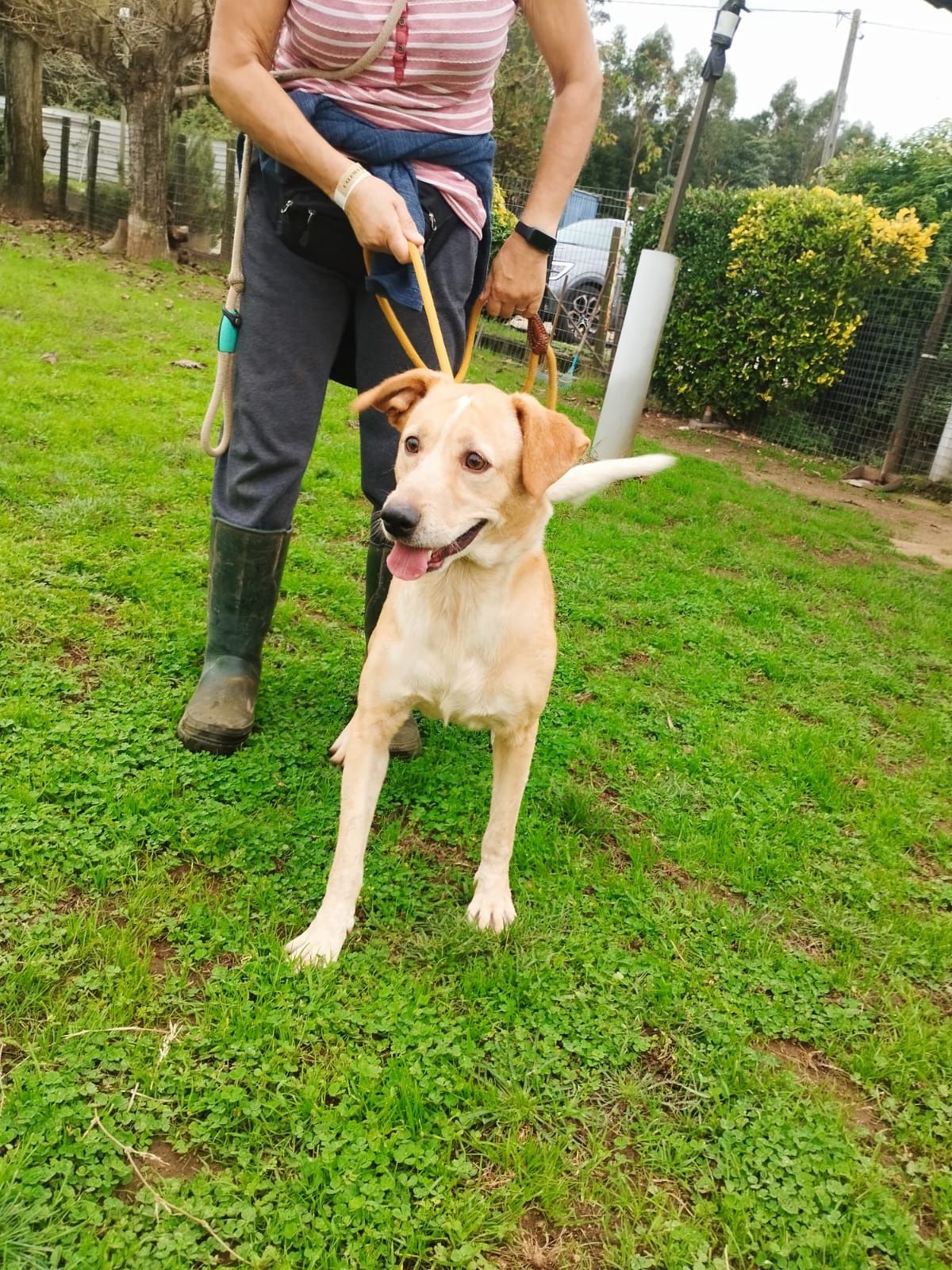 Cão macho adulto para adoção responsável 
Já se encontra desparasitado
