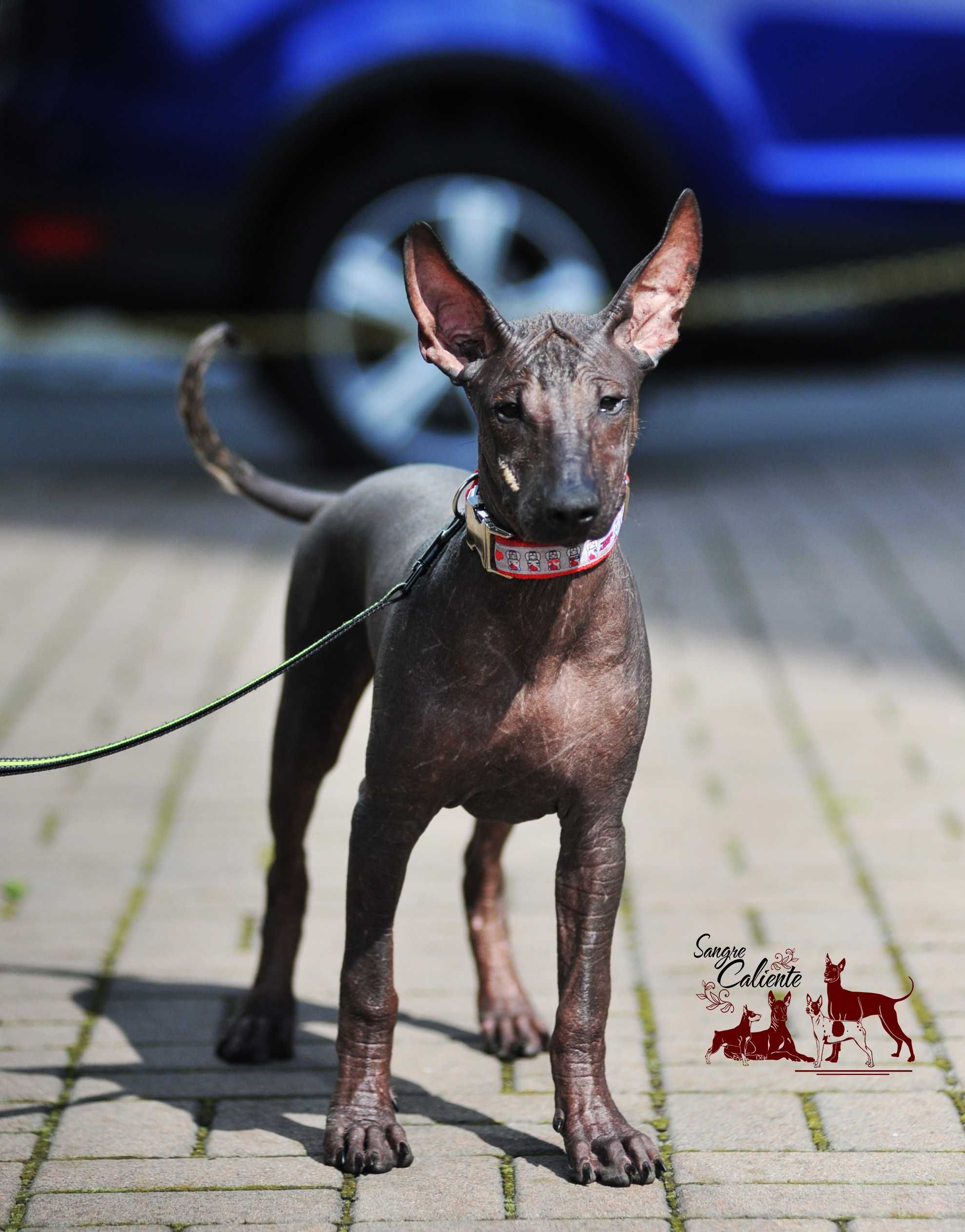 Мексиканський голий собака.( xoloitzquintle )  .