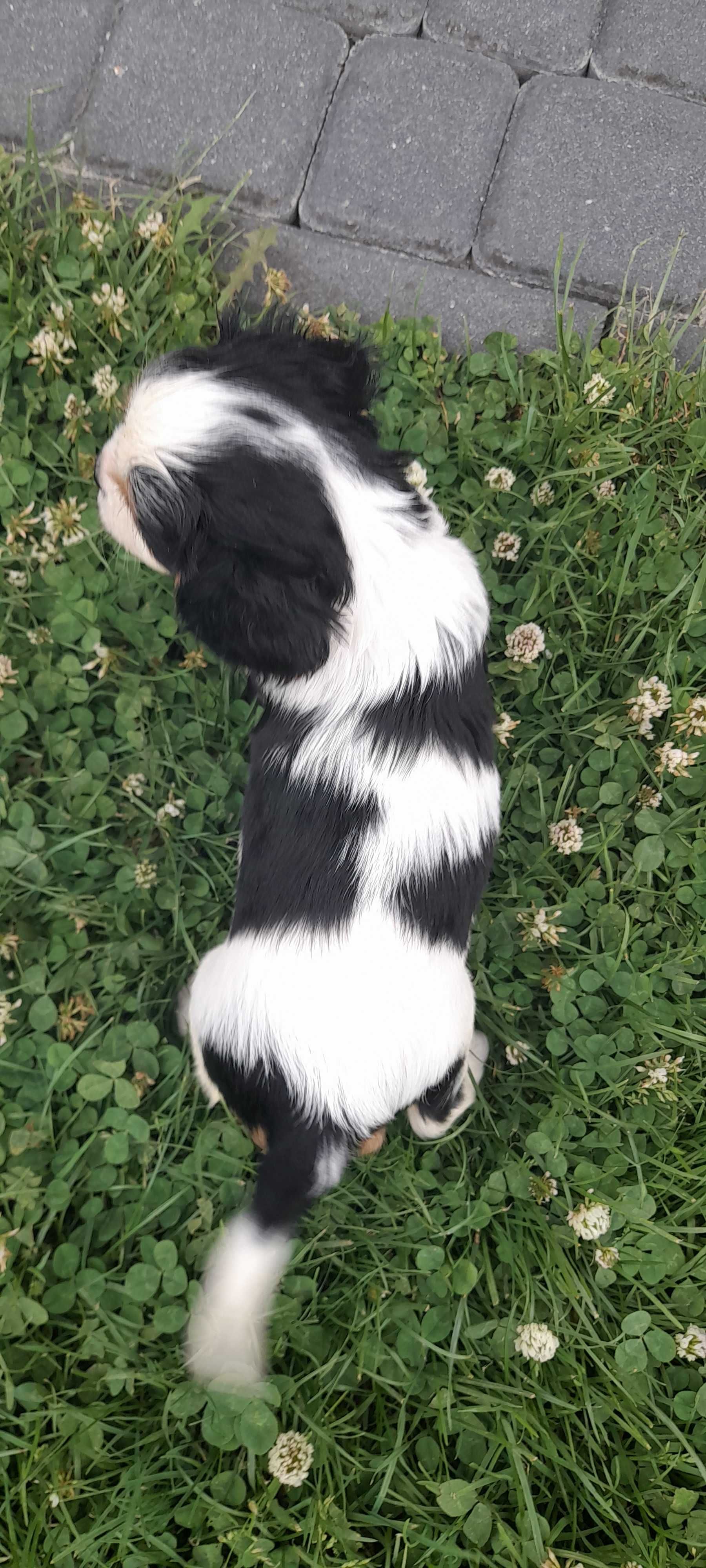 Suczka Cavalier king charles spaniel